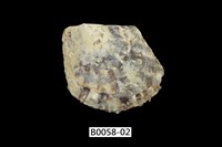 藏品(白珍珠蛤)的圖片